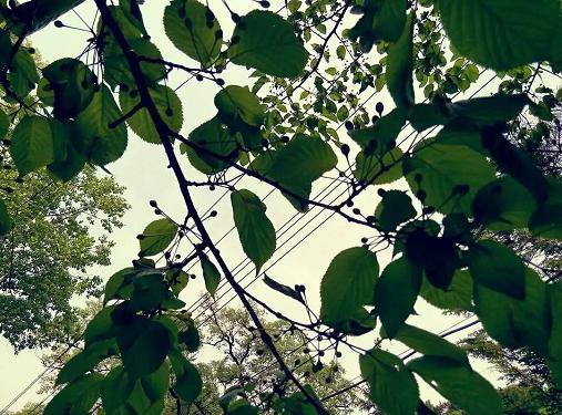 桑茂年华